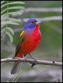 _2SB9272 painted bunting